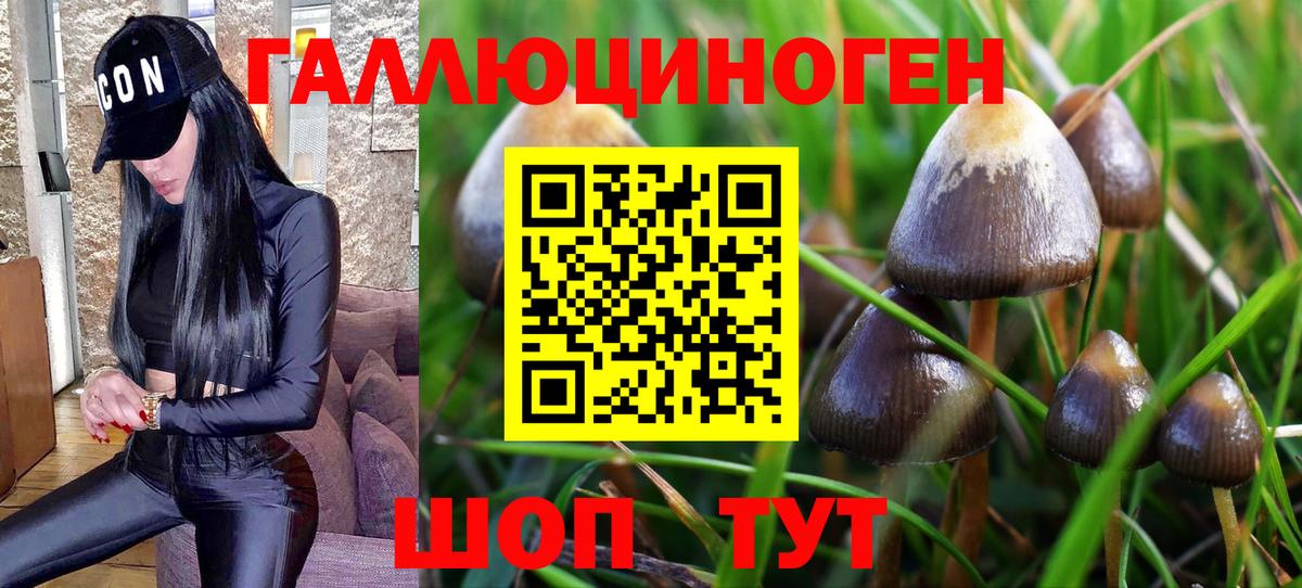 Псилоцибиновые грибы Psilocybe Красный Сулин